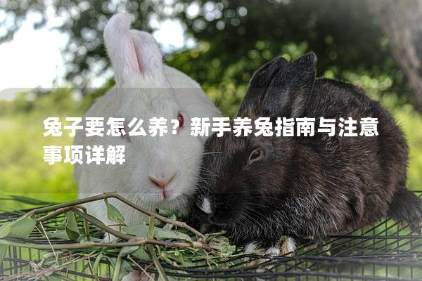 兔子要怎么养？新手养兔指南与注意事项详解