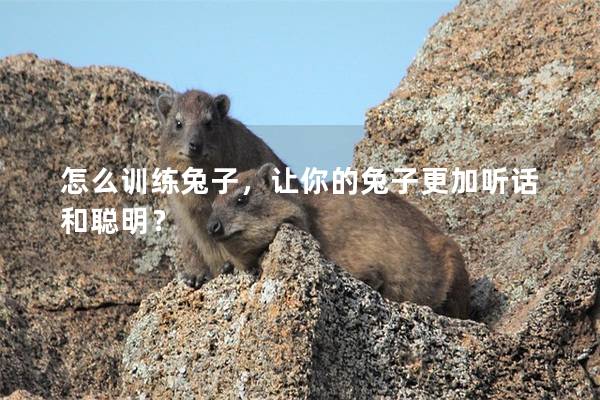 怎么训练兔子，让你的兔子更加听话和聪明？