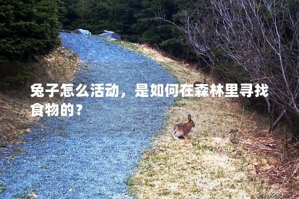 兔子怎么活动，是如何在森林里寻找食物的？