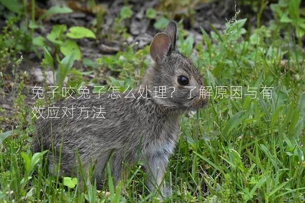 兔子咬兔子怎么处理？了解原因与有效应对方法