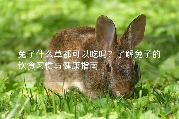 兔子什么草都可以吃吗？了解兔子的饮食习惯与健康指南