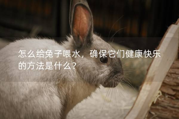 怎么给兔子喂水，确保它们健康快乐的方法是什么？