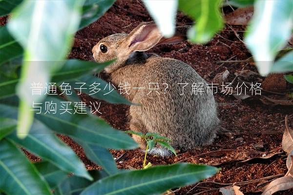 普通兔子多少钱一只？了解市场价格与购买建议