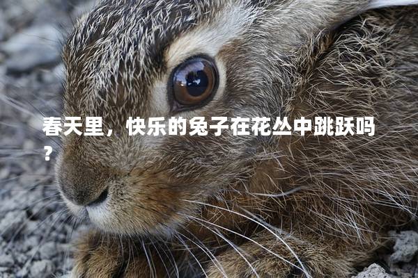 春天里，快乐的兔子在花丛中跳跃吗？