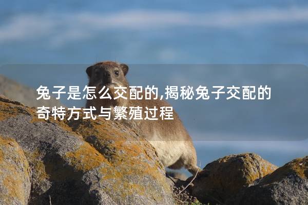 兔子是怎么交配的,揭秘兔子交配的奇特方式与繁殖过程