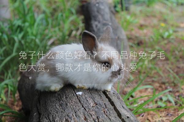 兔子什么颜色好看？不同品种兔子毛色大赏，哪款才是你的心头爱
