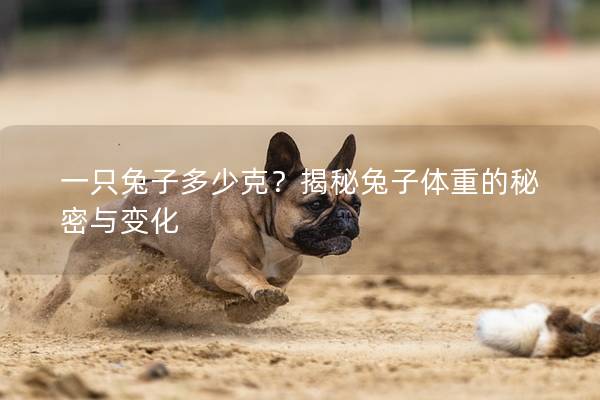 一只兔子多少克？揭秘兔子体重的秘密与变化