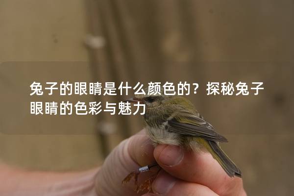 兔子的眼睛是什么颜色的？探秘兔子眼睛的色彩与魅力