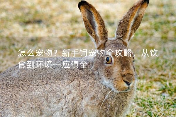 怎么宠物？新手饲宠物全攻略，从饮食到环境一应俱全