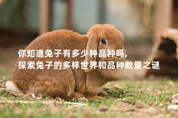 你知道兔子有多少种品种吗, 探索兔子的多样世界和品种数量之谜
