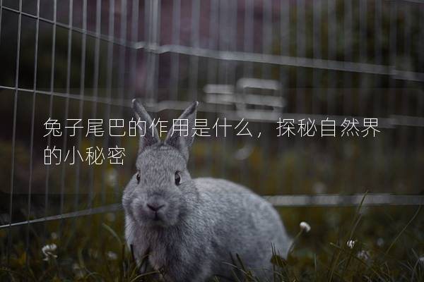 兔子尾巴的作用是什么，探秘自然界的小秘密