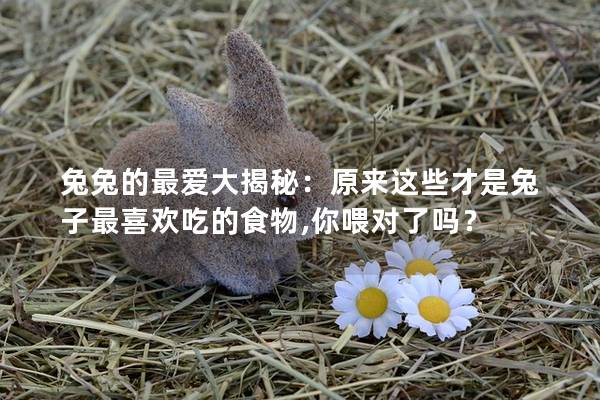兔兔的最爱大揭秘：原来这些才是兔子最喜欢吃的食物,你喂对了吗？