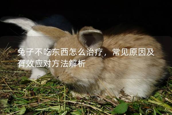 兔子不吃东西怎么治疗，常见原因及有效应对方法解析