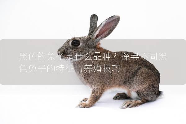 黑色的兔子是什么品种？探寻不同黑色兔子的特征与养殖技巧