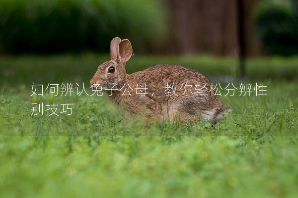 如何辨认兔子公母，教你轻松分辨性别技巧