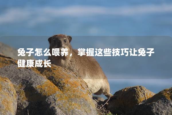 兔子怎么喂养，掌握这些技巧让兔子健康成长