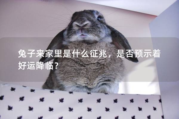 兔子来家里是什么征兆，是否预示着好运降临？