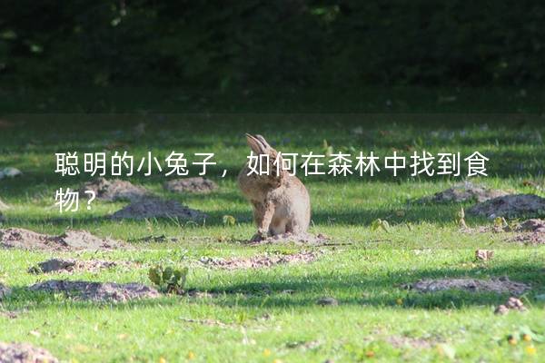聪明的小兔子，如何在森林中找到食物？