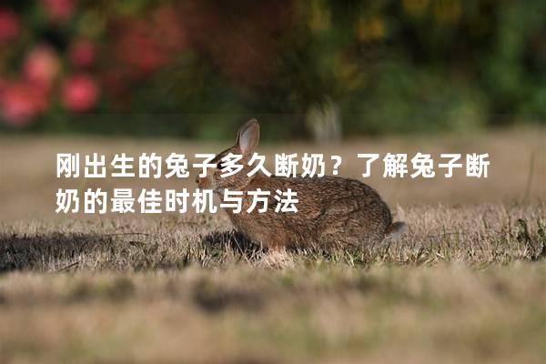 刚出生的兔子多久断奶？了解兔子断奶的最佳时机与方法