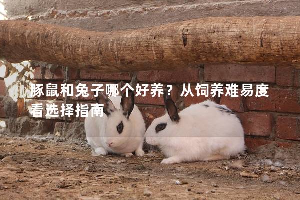 豚鼠和兔子哪个好养？从饲养难易度看选择指南