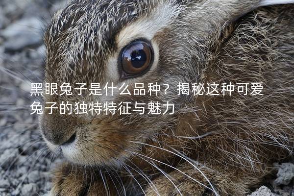 黑眼兔子是什么品种？揭秘这种可爱兔子的独特特征与魅力
