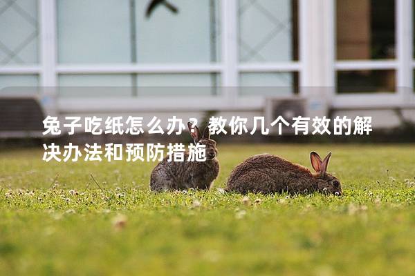 兔子吃纸怎么办？教你几个有效的解决办法和预防措施