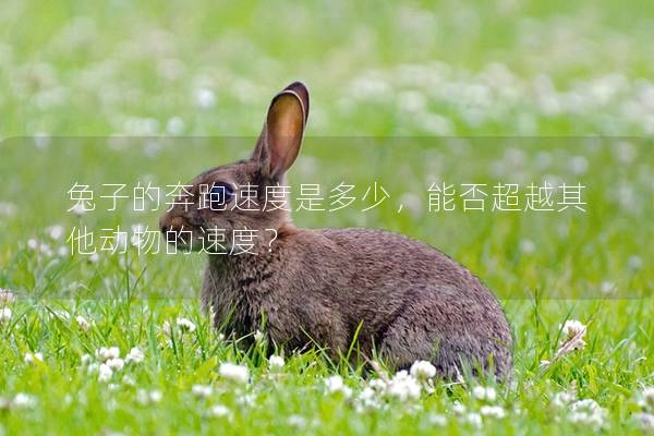 兔子的奔跑速度是多少，能否超越其他动物的速度？