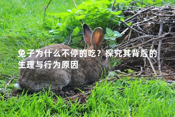兔子为什么不停的吃？探究其背后的生理与行为原因