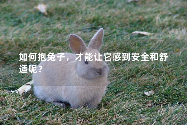 如何抱兔子，才能让它感到安全和舒适呢？