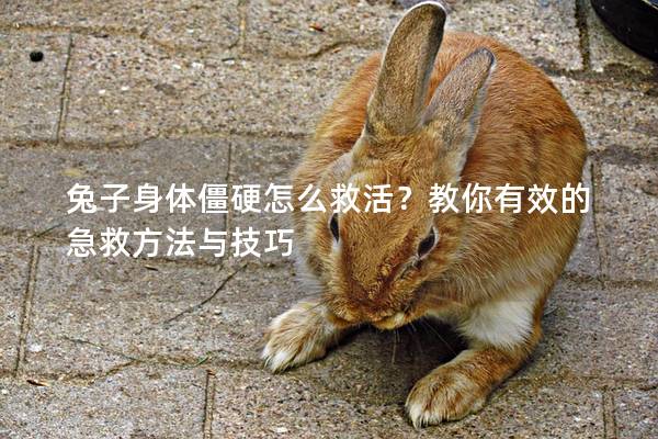 兔子身体僵硬怎么救活？教你有效的急救方法与技巧