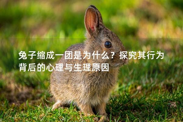 兔子缩成一团是为什么？探究其行为背后的心理与生理原因