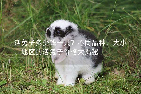 活兔子多少钱一只？不同品种、大小、地区的活兔子价格大揭秘