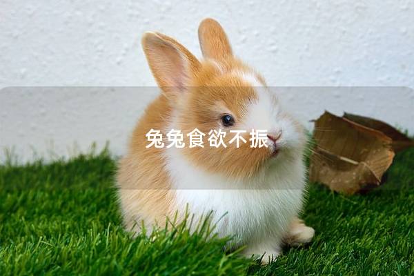 兔兔食欲不振