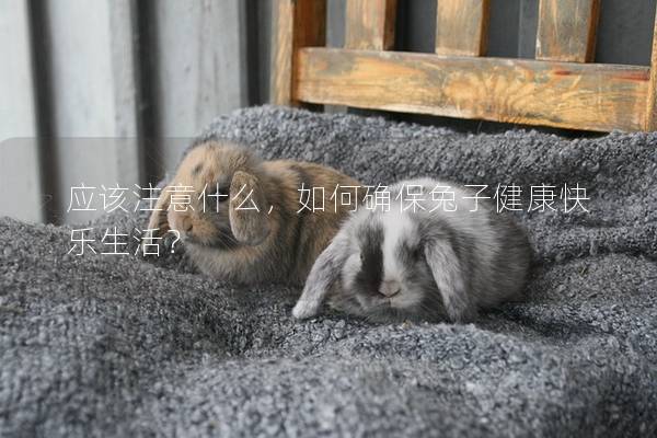 应该注意什么，如何确保兔子健康快乐生活？