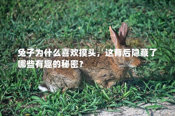 兔子为什么喜欢摸头，这背后隐藏了哪些有趣的秘密？