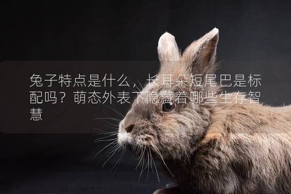 兔子特点是什么，长耳朵短尾巴是标配吗？萌态外表下隐藏着哪些生存智慧