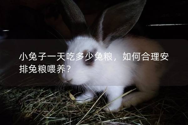 小兔子一天吃多少兔粮，如何合理安排兔粮喂养？