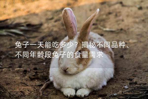 兔子一天能吃多少？揭秘不同品种、不同年龄段兔子的食量需求