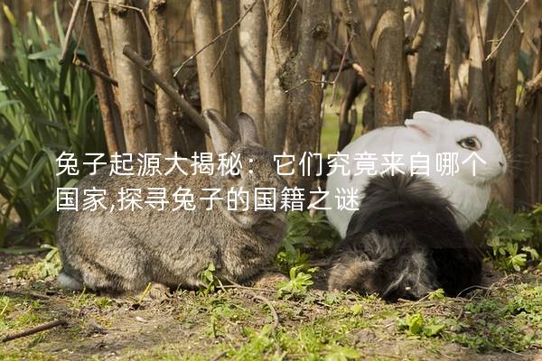 兔子起源大揭秘：它们究竟来自哪个国家,探寻兔子的国籍之谜