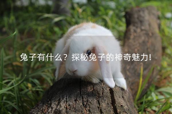 兔子有什么？探秘兔子的神奇魅力!