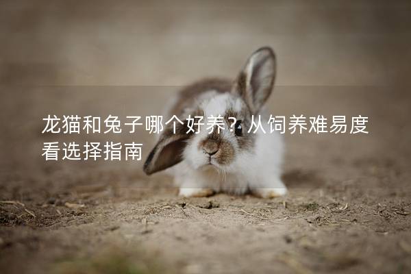 龙猫和兔子哪个好养？从饲养难易度看选择指南