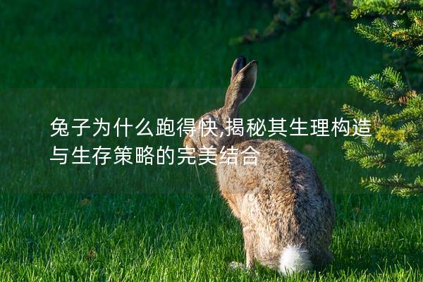 兔子为什么跑得快,揭秘其生理构造与生存策略的完美结合