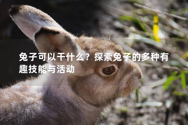 兔子可以干什么？探索兔子的多种有趣技能与活动