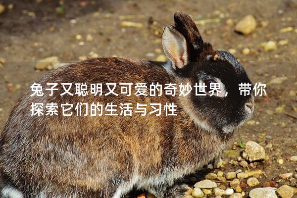 兔子又聪明又可爱的奇妙世界，带你探索它们的生活与习性