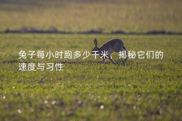 兔子每小时跑多少千米，揭秘它们的速度与习性