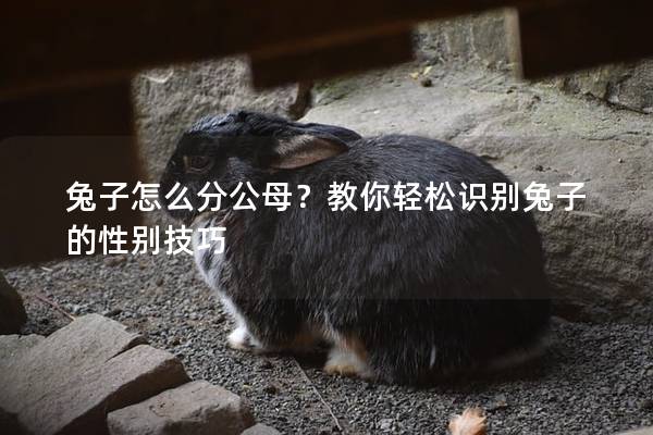 兔子怎么分公母？教你轻松识别兔子的性别技巧