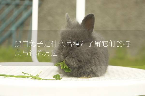黑白兔子是什么品种？了解它们的特点与饲养方法