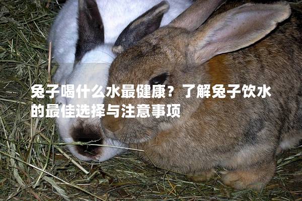 兔子喝什么水最健康？了解兔子饮水的最佳选择与注意事项