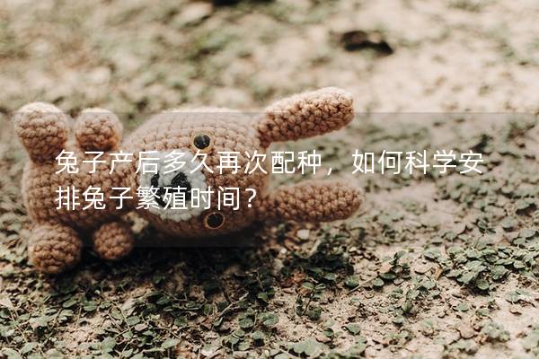 兔子产后多久再次配种，如何科学安排兔子繁殖时间？