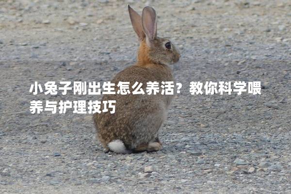 小兔子刚出生怎么养活？教你科学喂养与护理技巧
